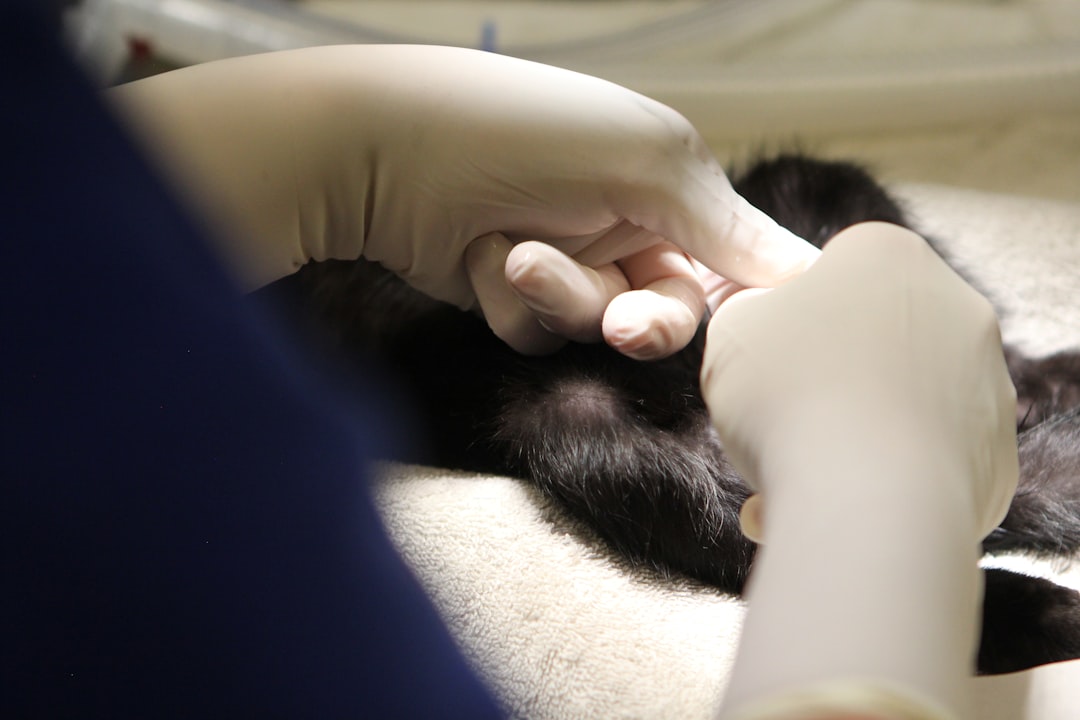Vaccination as part of the adoption package for a Dinuba cat