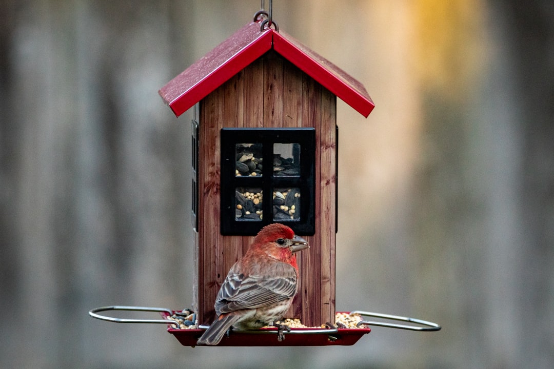A tidy, discreet feeding station addresses most owner concerns