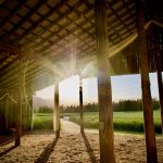 A working cat patrolling a barn