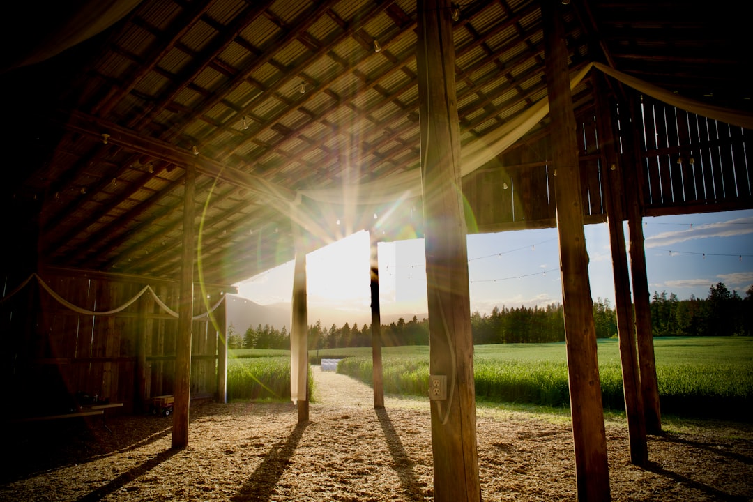 A working cat patrolling a barn