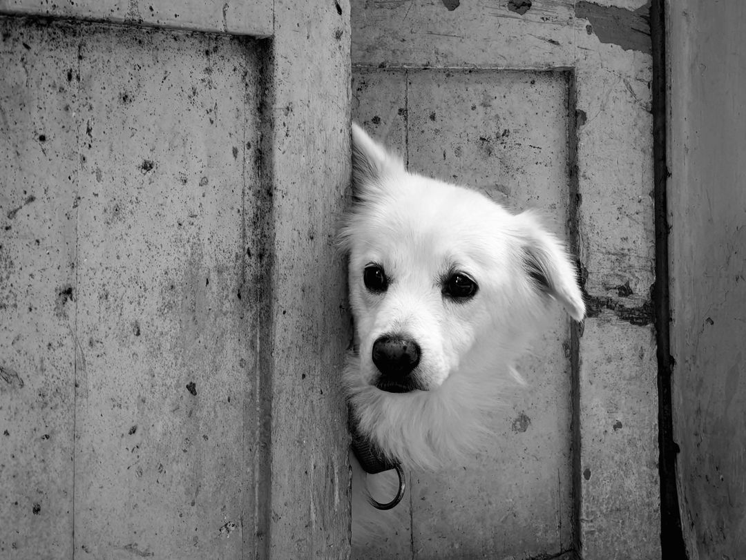 Scent exchange through a closed door is the first stage of introductions