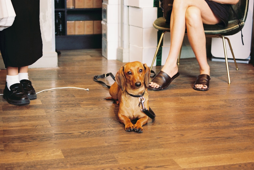 Keeping the dog on a lead for early face-to-face meetings