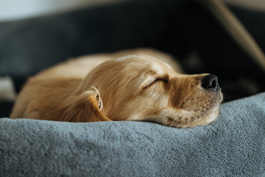 Donating a Deceased Pet&rsquo;s Belongings: What Rescues Can Use