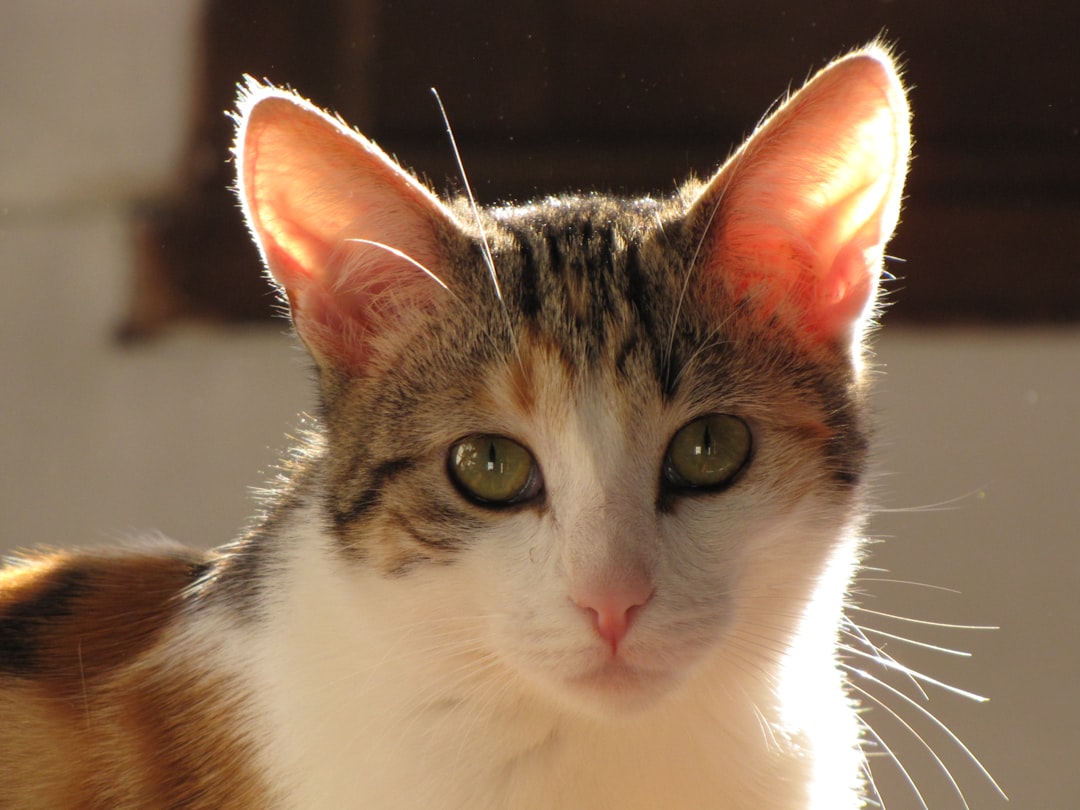 An ear tip provides visible evidence that a colony is being managed