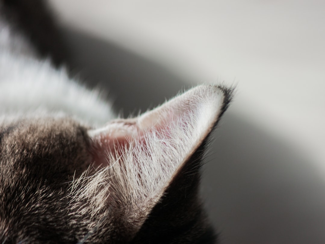 Checking a cat left ear for the flat tip that marks a fixed community cat