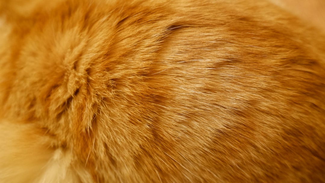 The ear tip performed while the cat is already anaesthetised