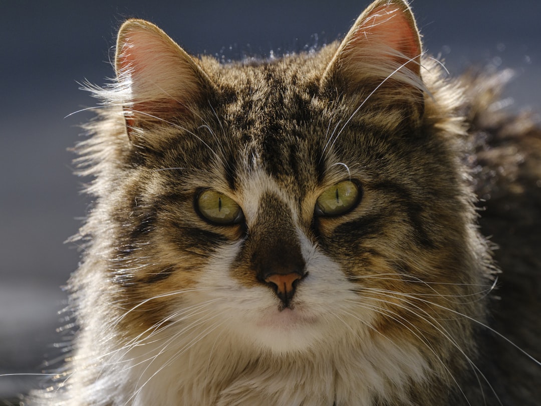 Ear tips let you track which cats are already done