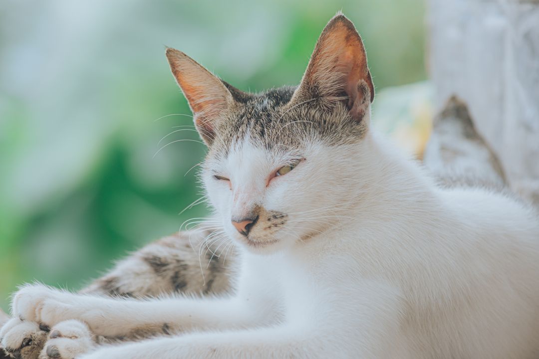 Ear-tipped cats are the visible evidence of a working programme