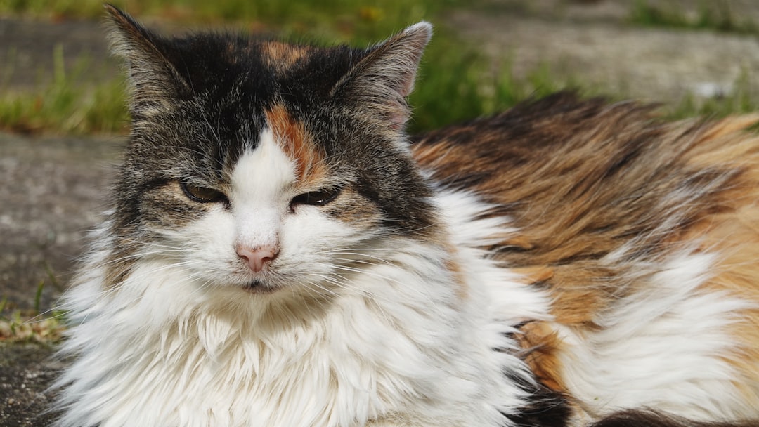 An ear-tipped cat, marking a sterilised member of a managed colony