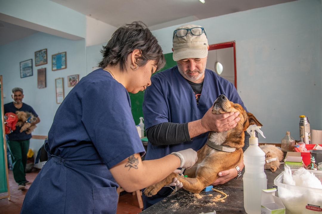 A veterinary emergency clinic at night, where cats receive urgent care in Fresno