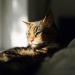 An elderly cat resting quietly in the sun