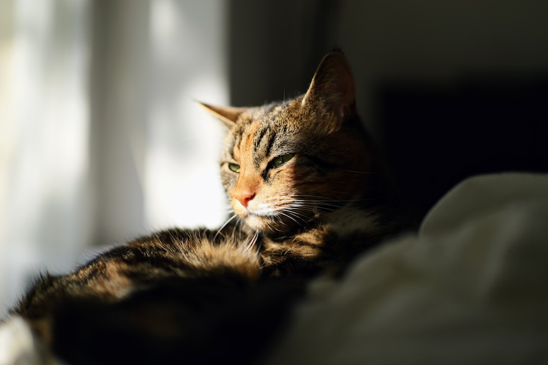 An elderly cat resting quietly in the sun