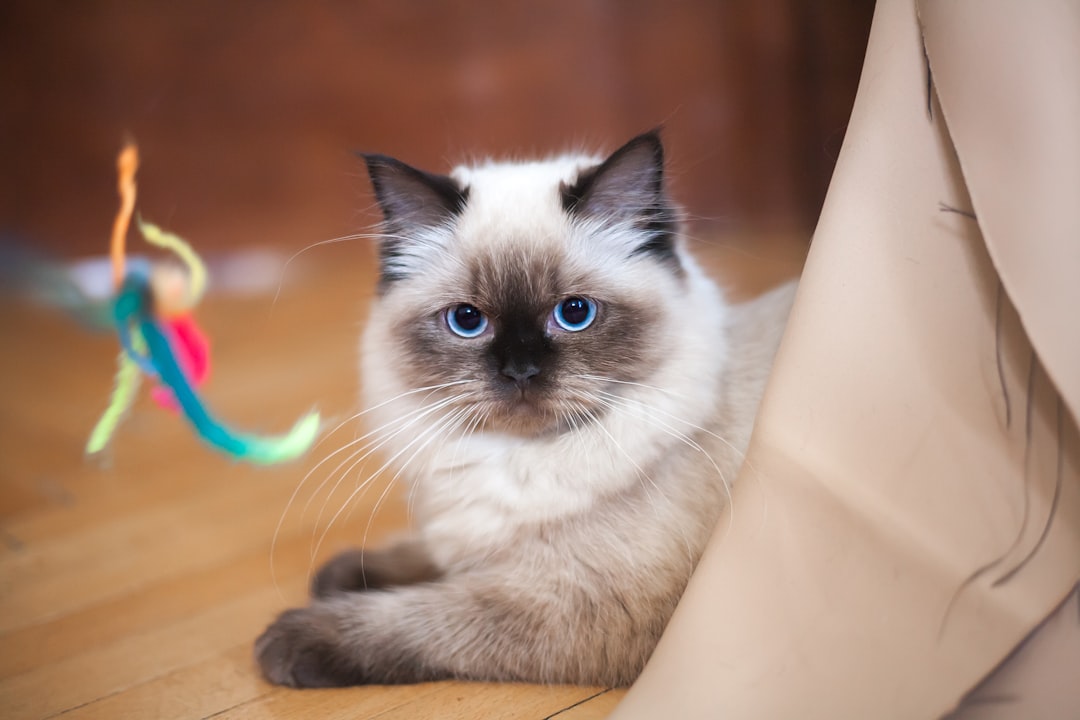 An energetic cat whose activity level belongs in its adoption profile