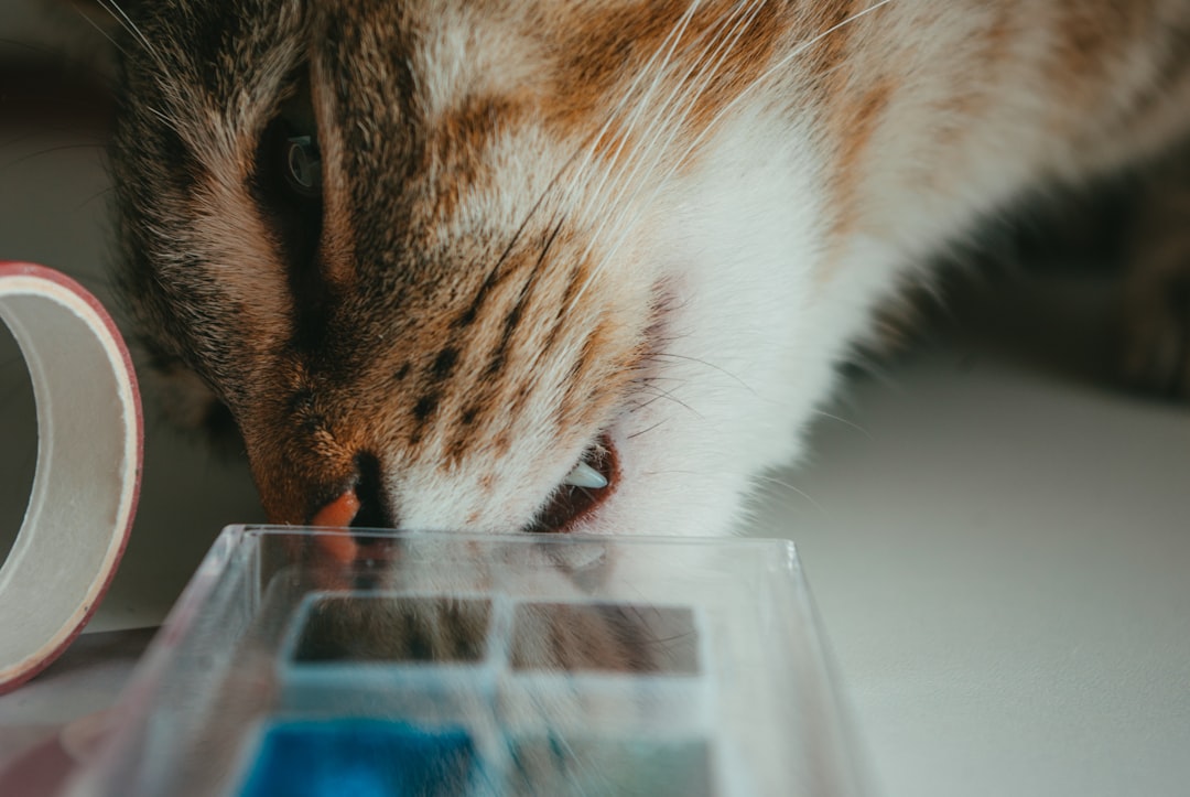 Enrichment reduces boredom-driven chewing