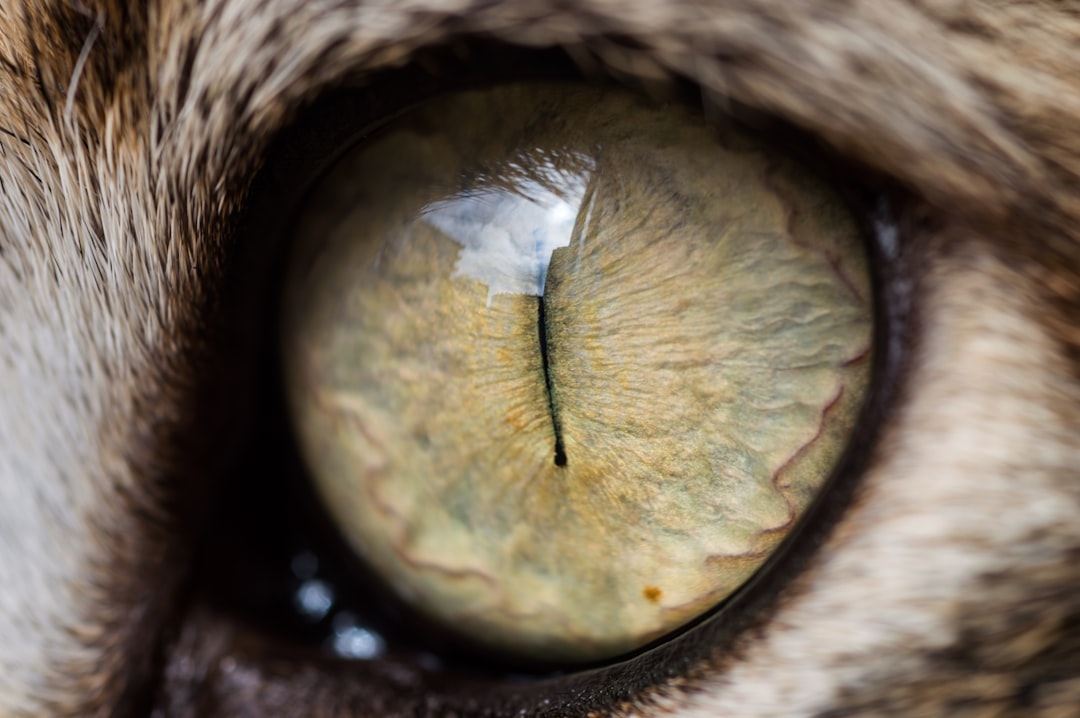 Eye discharge is a common feature of cat flu