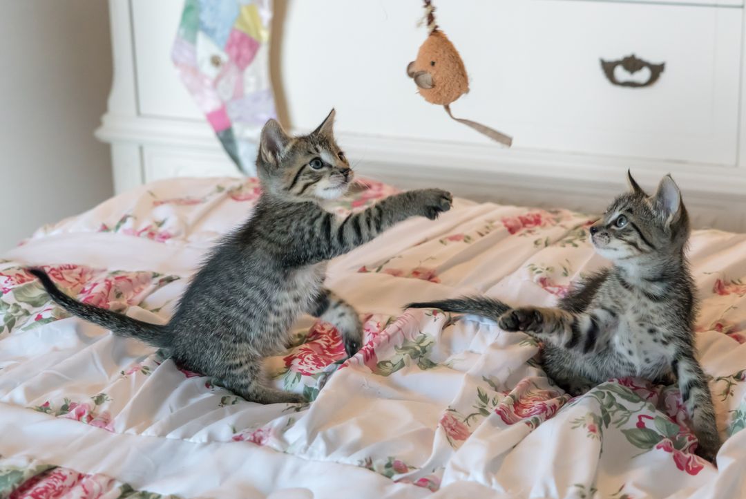 Foster kittens being raised in a family home