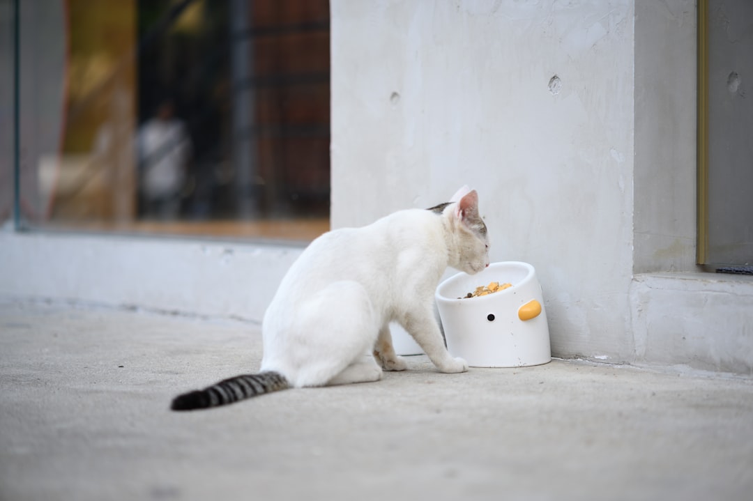 Establishing a fixed feeding routine before a trapping attempt