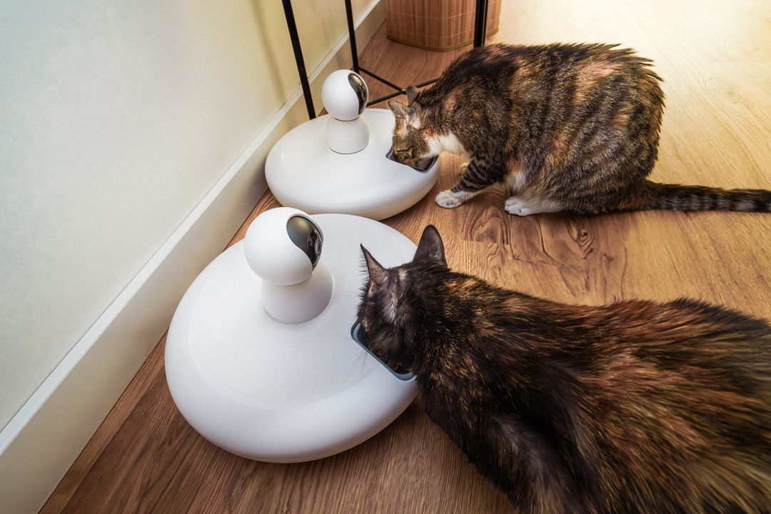 A predictable feeding routine reduces food-seeking behaviour