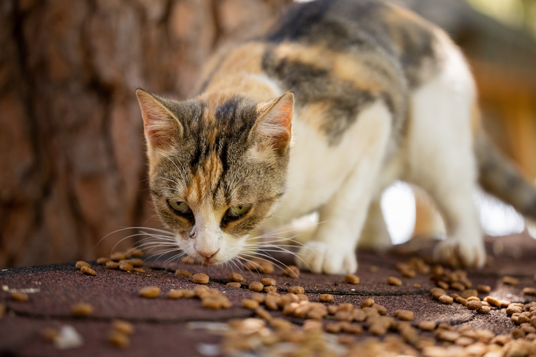 A maintained feeding station passed on to a new caretaker