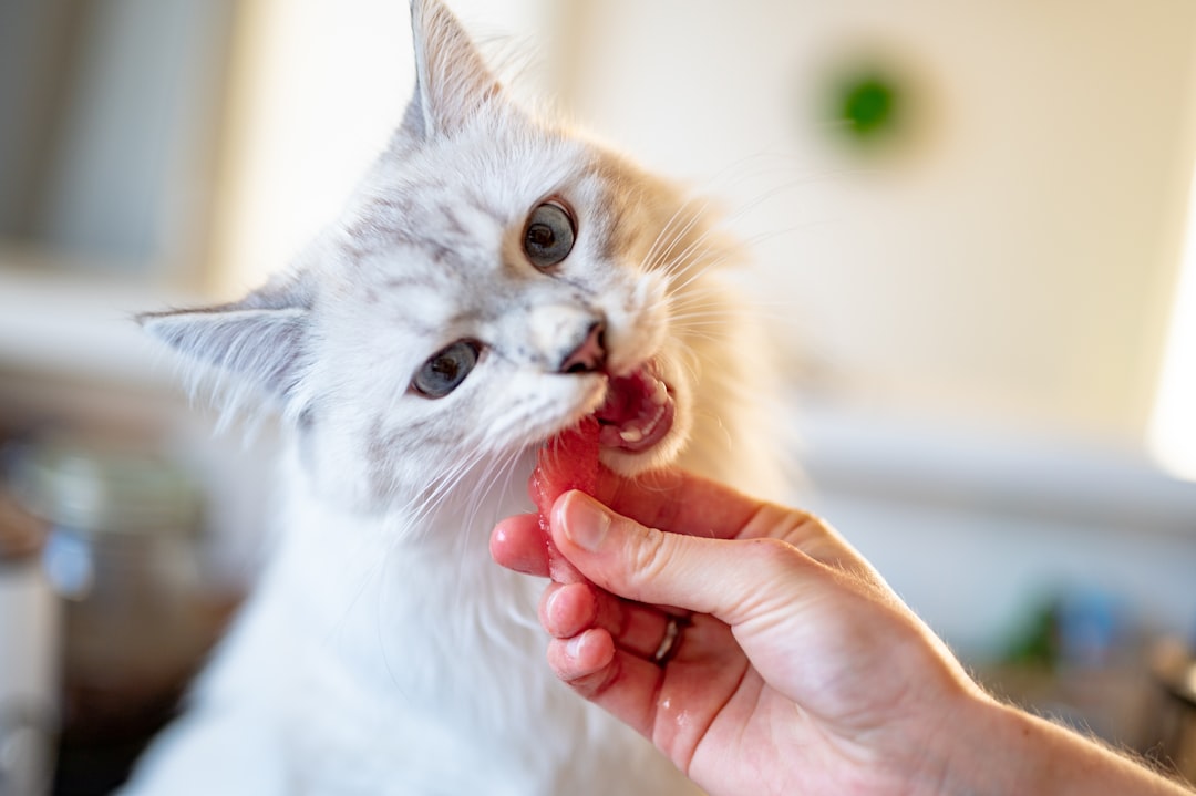 Feeding treats inside the carrier builds a positive association