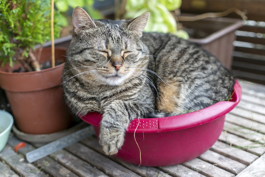 Working cats still need feeding — hunger does not improve hunting