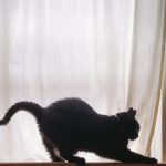 A cat in the crouched, extended-neck posture typical of an asthma episode