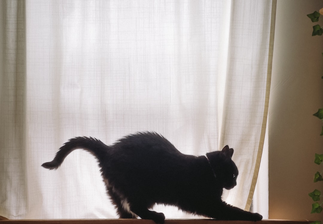A cat in the crouched, extended-neck posture typical of an asthma episode