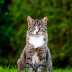 An elderly cat, the age group affected by cognitive decline
