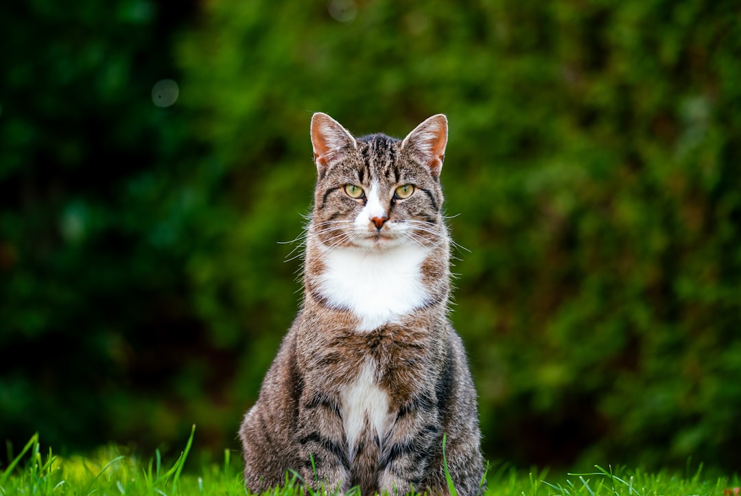 An elderly cat, the age group affected by cognitive decline