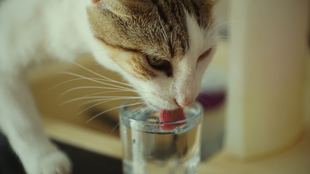 Increased thirst is one of the first signs of feline diabetes