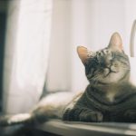 A cat at rest, where heart disease frequently produces no visible signs
