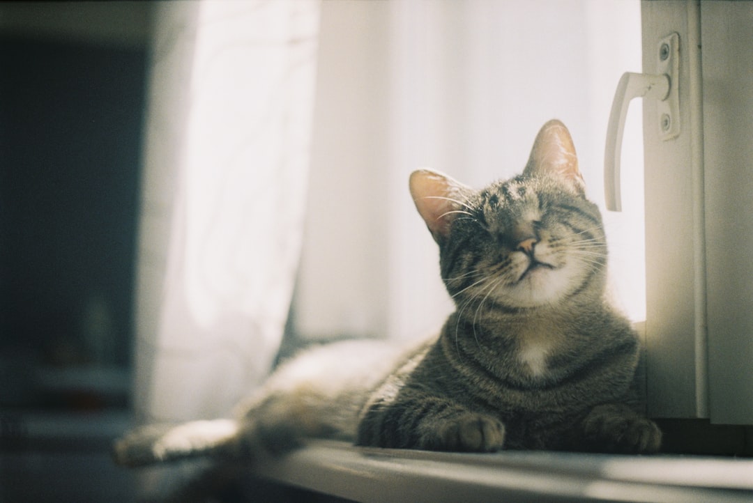 A cat at rest, where heart disease frequently produces no visible signs