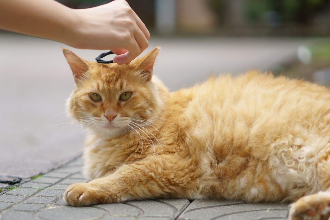 Checking for fleas is always the first step with an itchy cat