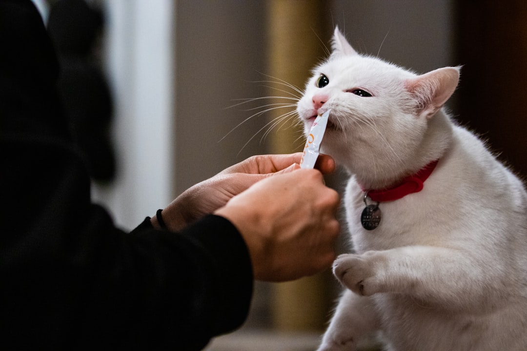 A flea comb is the most reliable way to check a cat coat