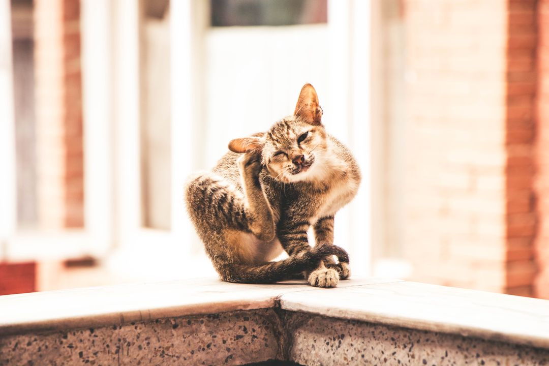 Fleas and Ticks in Cats: Treatment, Prevention and Mistakes