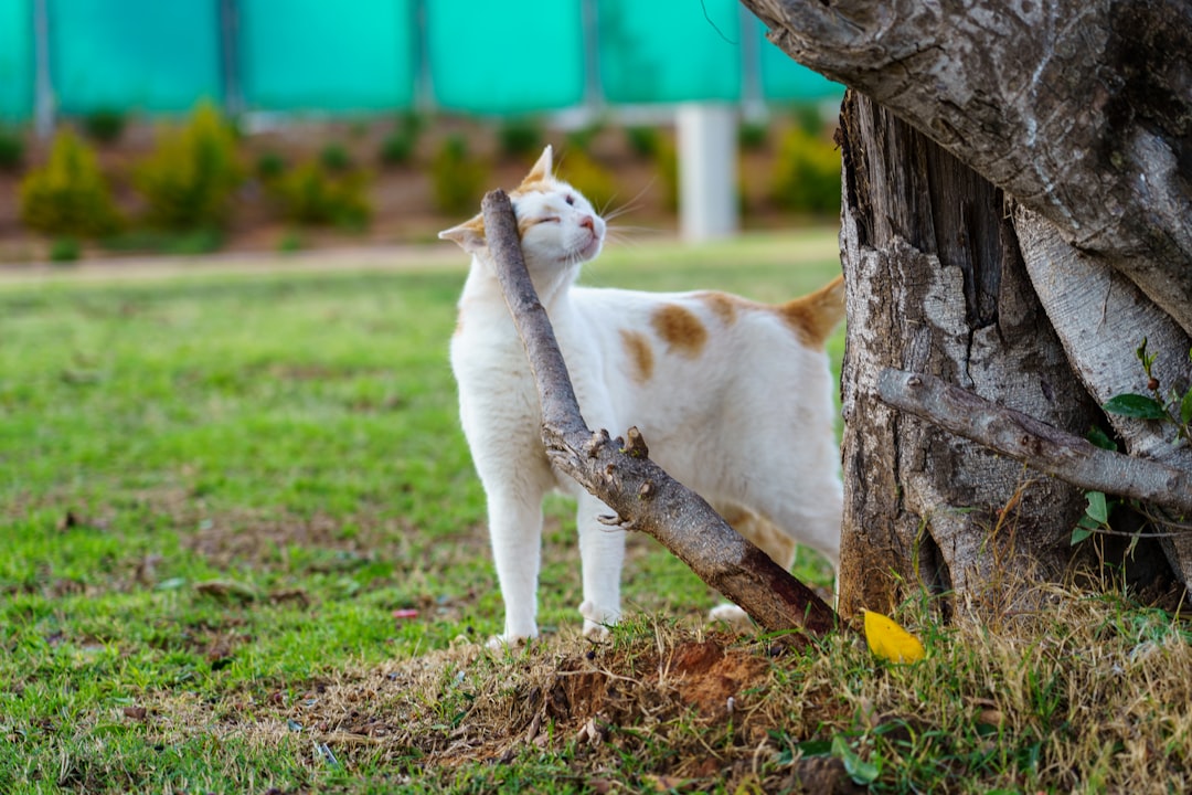 Scratching can indicate heavy flea burden in colony cats