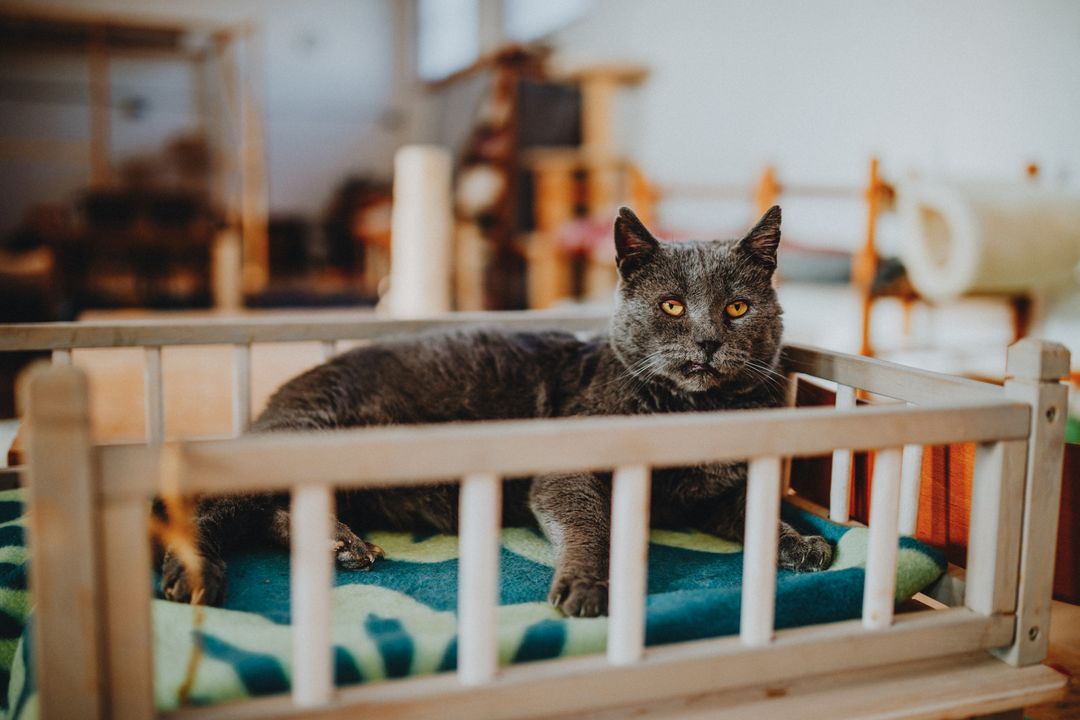 A former colony cat successfully adopted