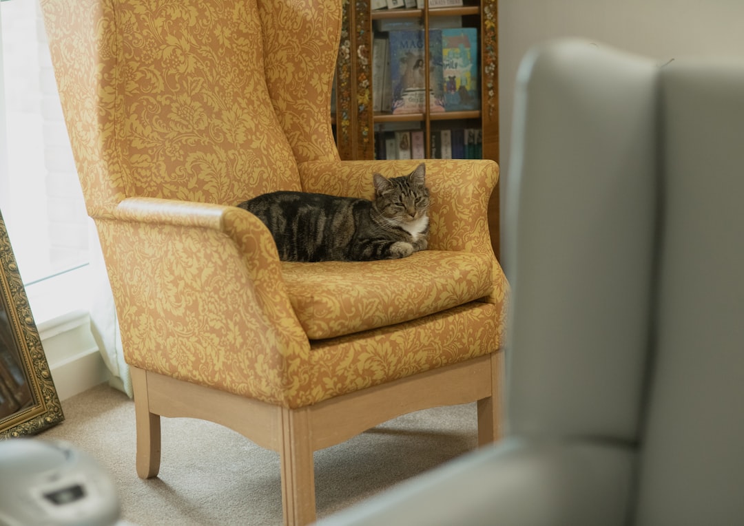 A foster-based rescue cat relaxed in a home environment