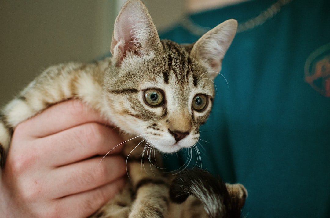 A foster kitten receiving care under a rescue account