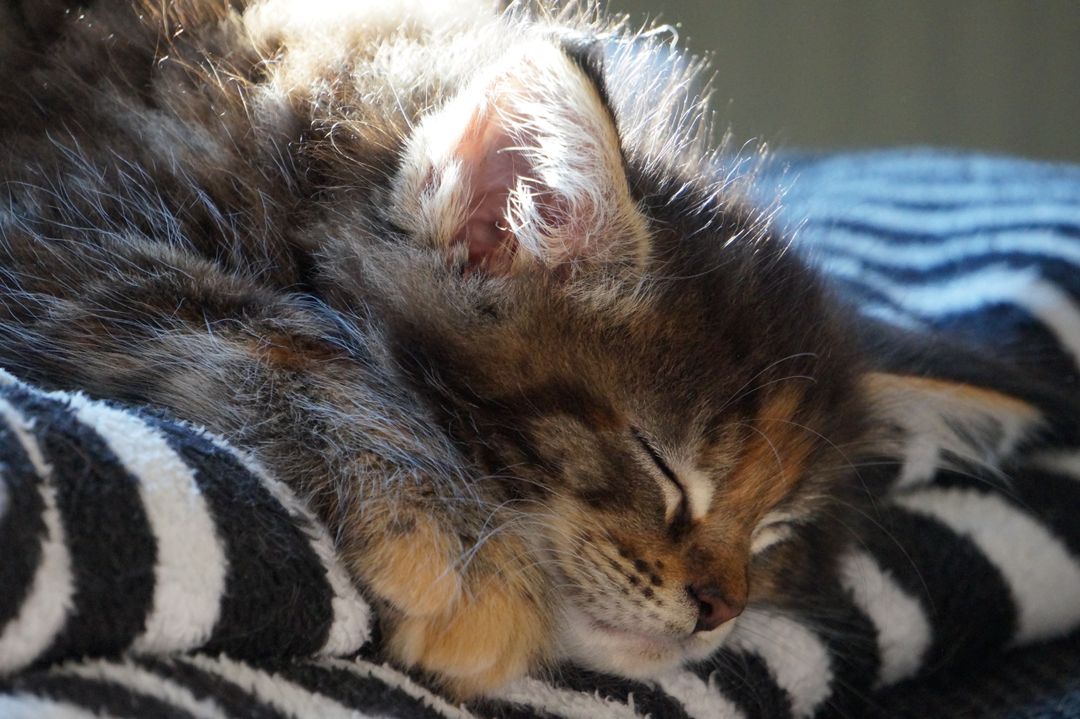 Foster kittens whose care is supported by donated supplies