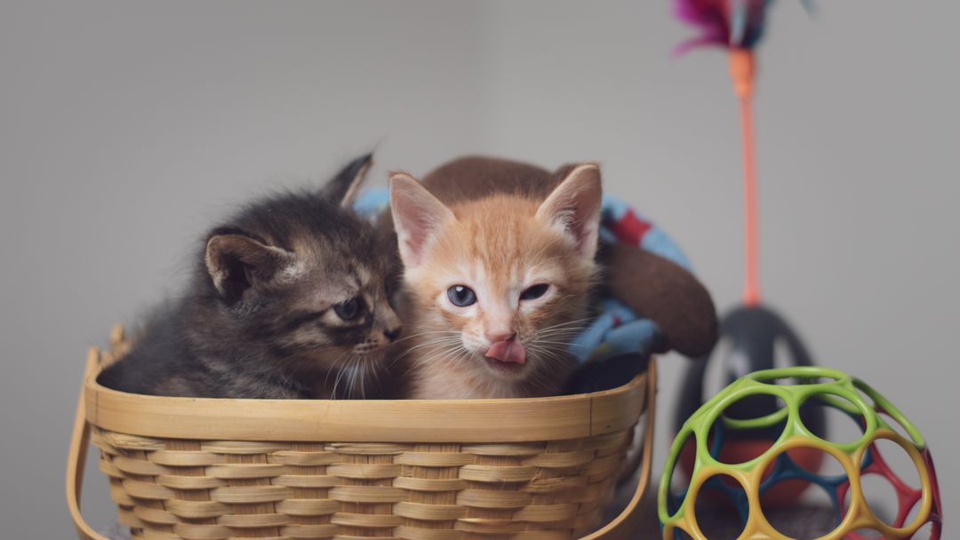 Foster kittens being raised in a volunteer home