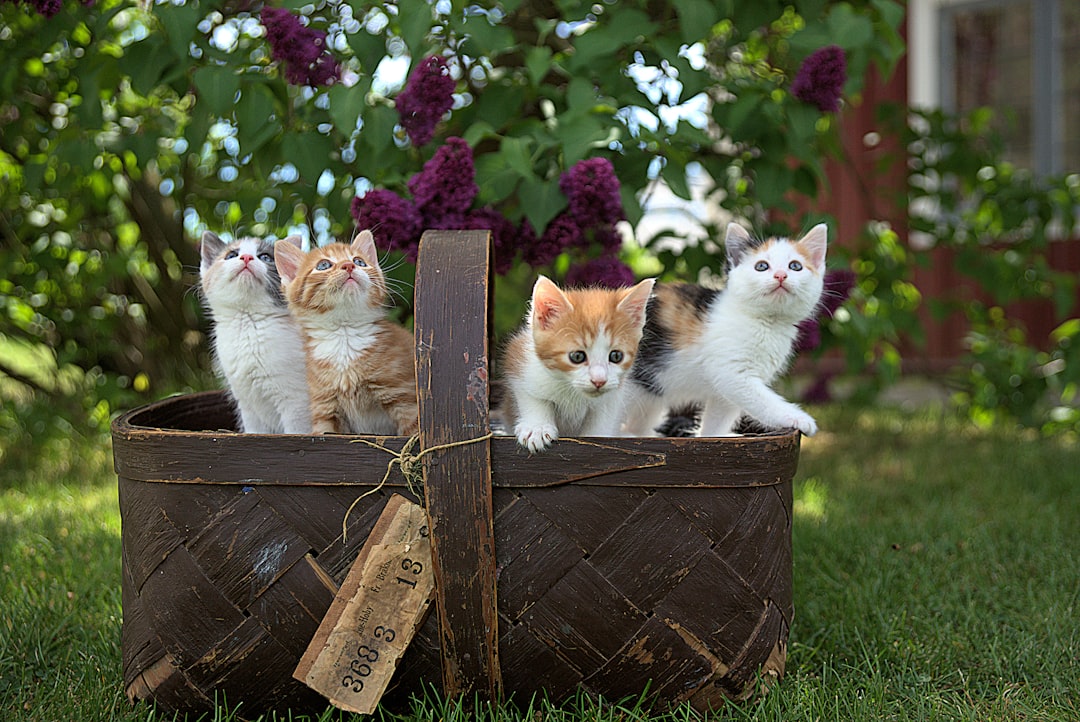 Foster kittens whose care is supported by regular monthly donors
