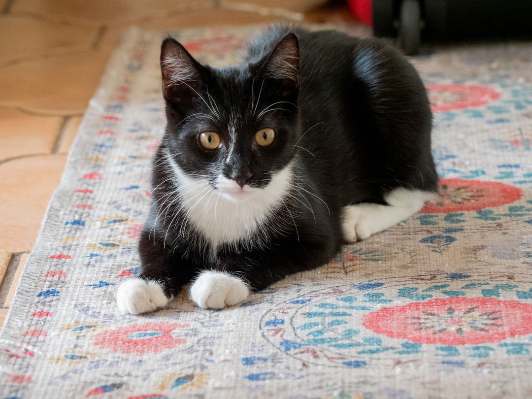 A successful adoption, the outcome fostering exists for