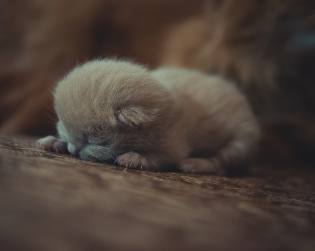 Newborn kittens found outside, curled together in a nest