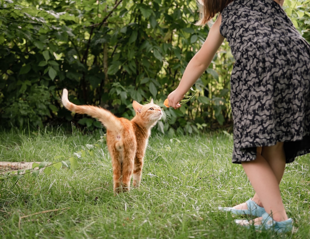 A child meeting a cat calmly at a Central Valley adoption event