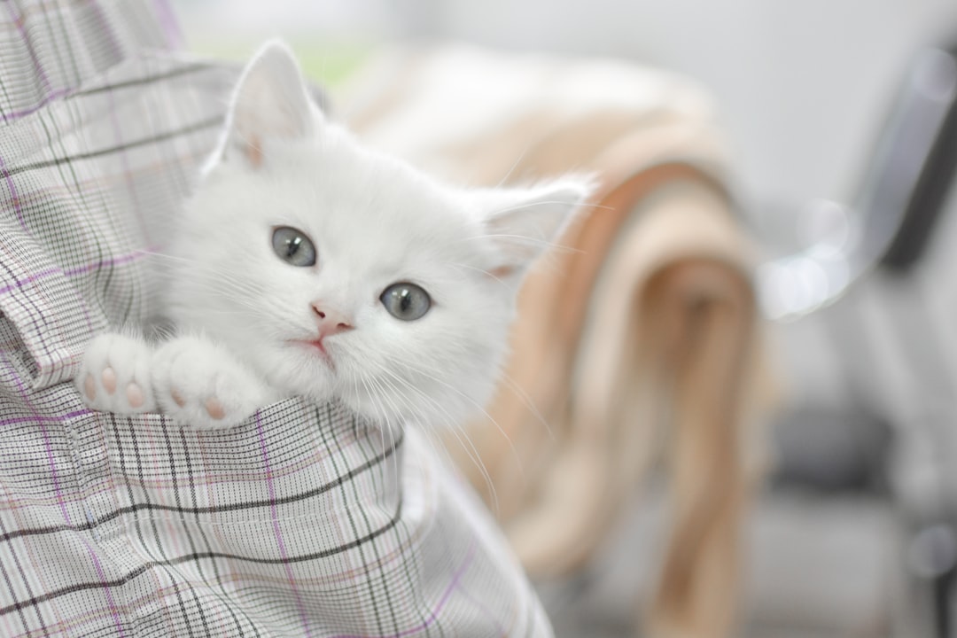 A newly adopted cat leaving an adoption event in a secure carrier