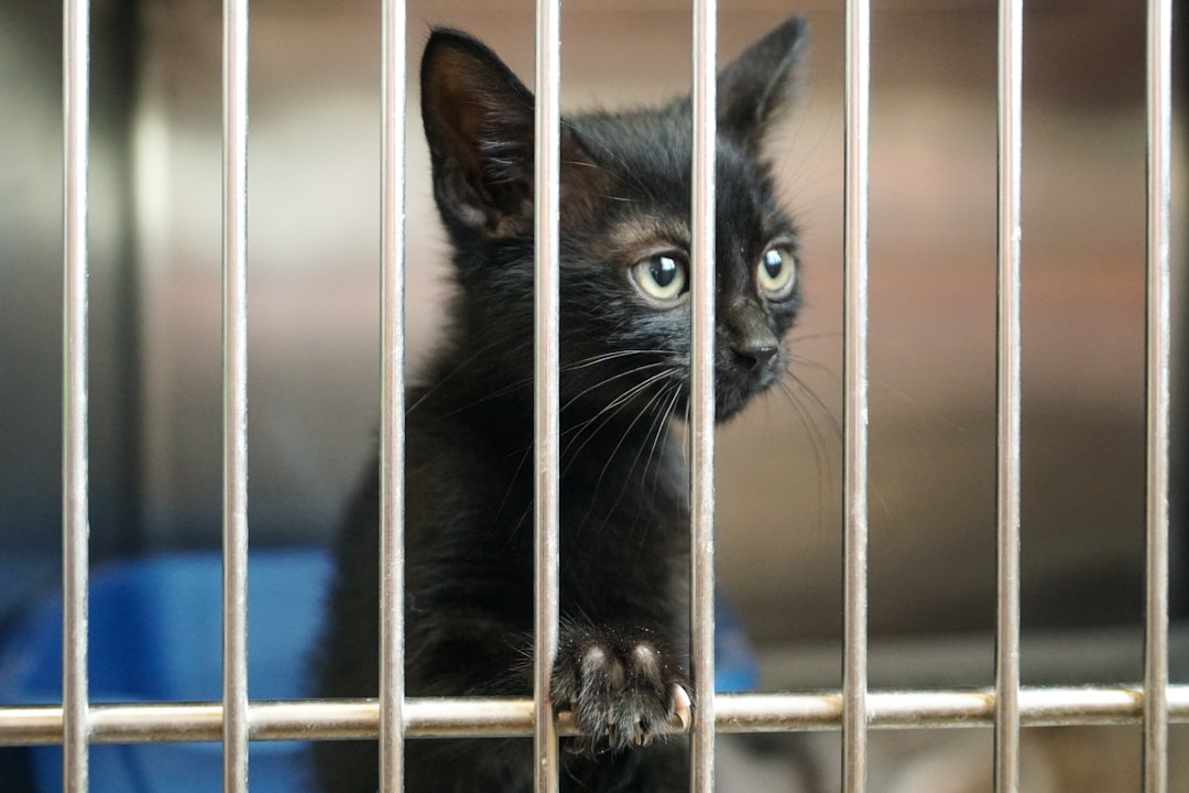 A rescue volunteer introducing a cat to visitors at a Fresno adoption event