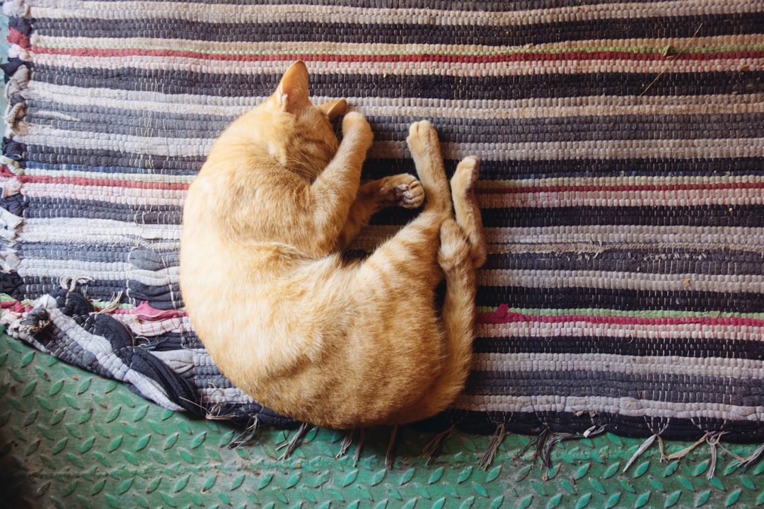 A rehomed cat settled and relaxed in its new Fresno home
