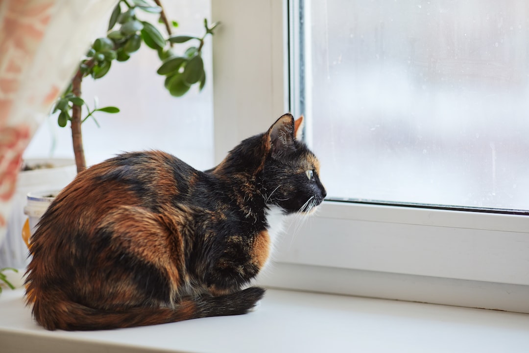 A cat waiting quietly at home during the rehoming process