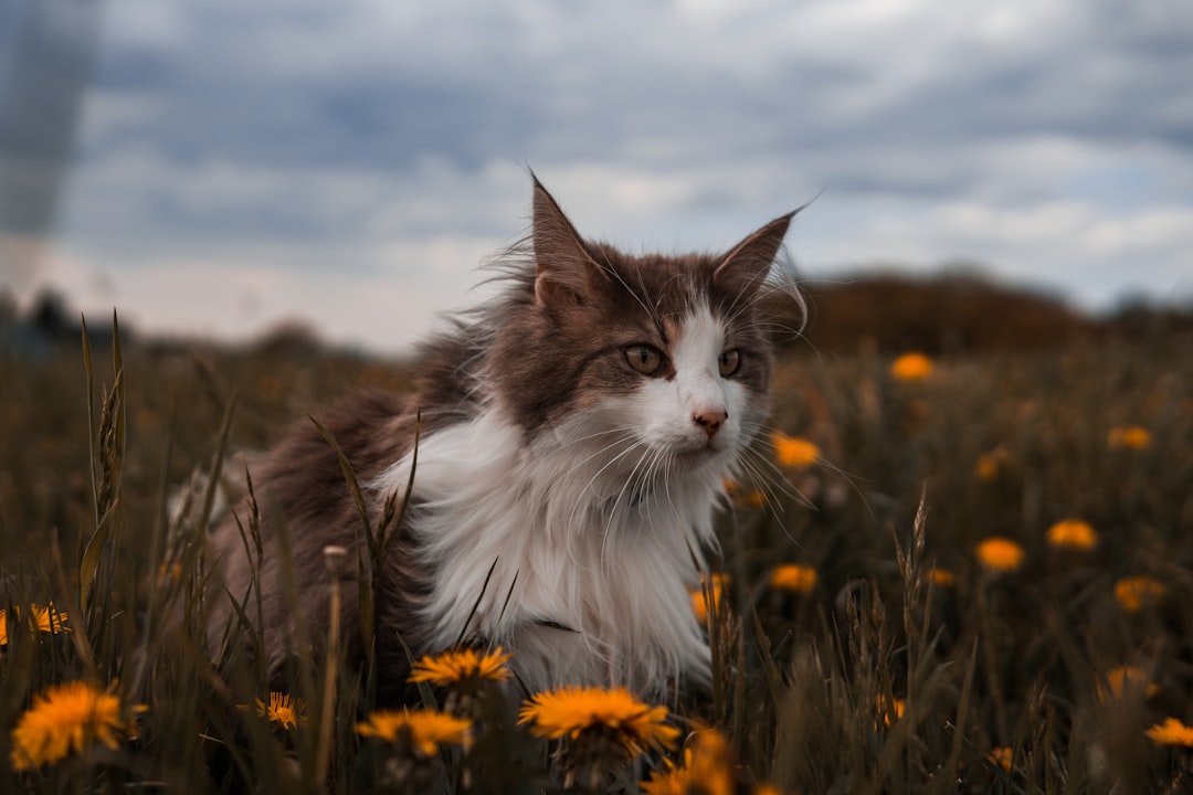 A community cat outdoors in a Fresno neighbourhood before being trapped for TNR